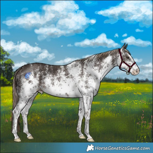 Horse Color:White Spotted Liver Chestnut Rabicano 