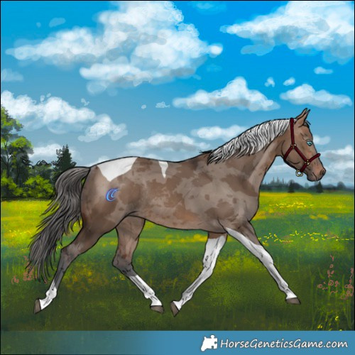 Horse Color:Brown Dun Merle Tobiano Rabicano