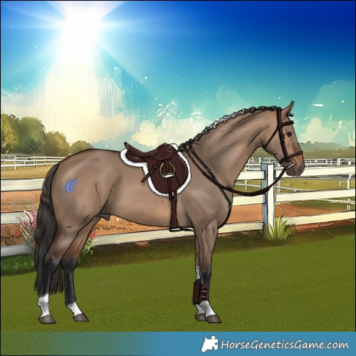 Horse Color:Bay Dun Tobiano 