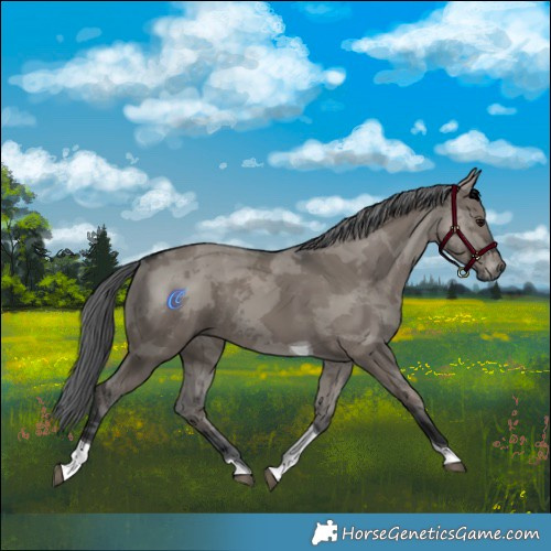 Horse Color:Grullo Merle Tobiano Rabicano