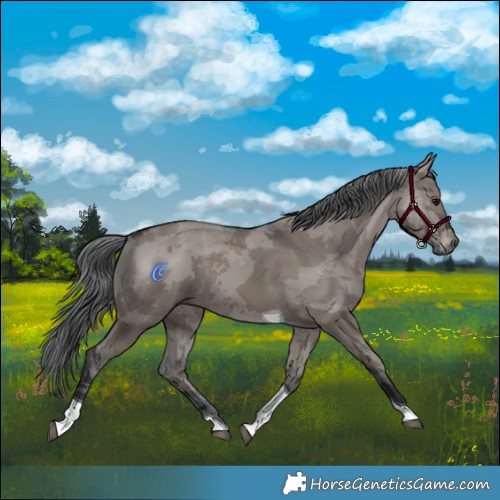 Horse Color:Grullo Merle Tobiano Rabicano 
