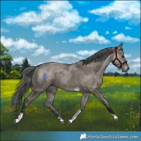 Horse Color:Grullo Merle Tobiano Rabicano 