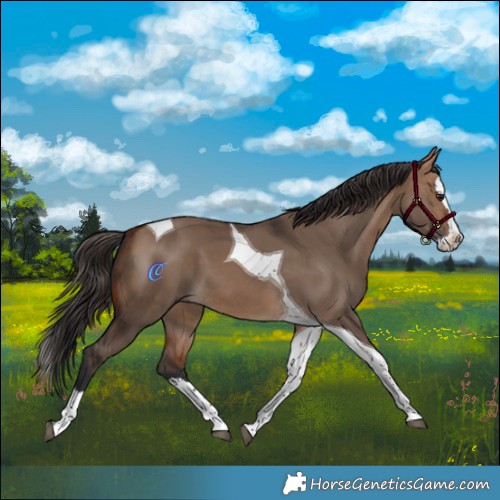 Horse Color:Bay Dun Splash Tobiano 