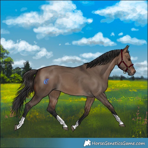 Horse Color:Brown Dun Tobiano 