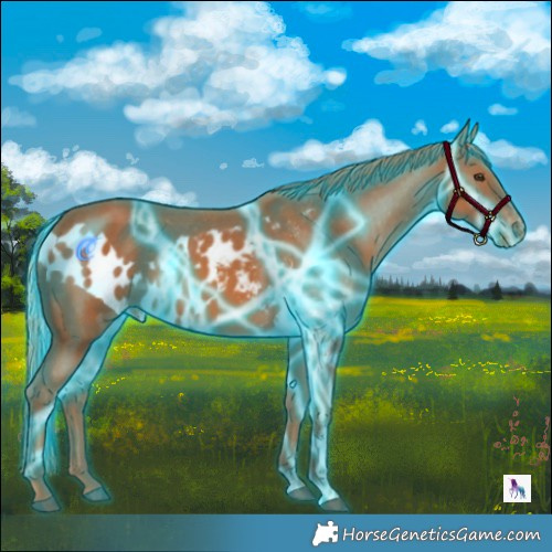 Horse Color:Thunderstruck Chestnut Skewed Appaloosa 