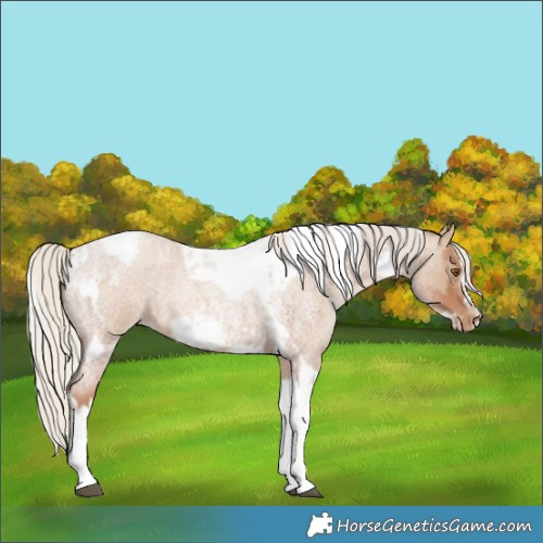 Horse Color:Silver Blue Roan Pearl Tobiano Frame and Silver Grullo Roan Pearl Tobiano Frame