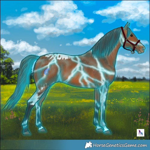 Horse Color:Thunderstruck Bay Skewed Appaloosa 