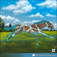 Horse Color:Thunderstruck Bay Skewed Appaloosa 