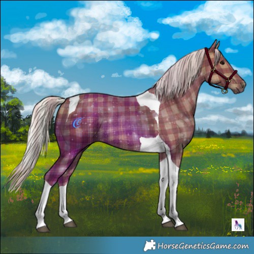 Horse Color:Plaid  Silver Black Tobiano Rabicano 