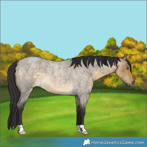 Horse Color:Buckskin Roan Dun 