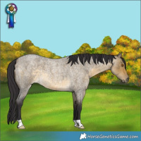 Horse Color:Buckskin Roan Dun