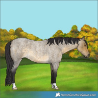 Horse Color:Buckskin Roan Dun 