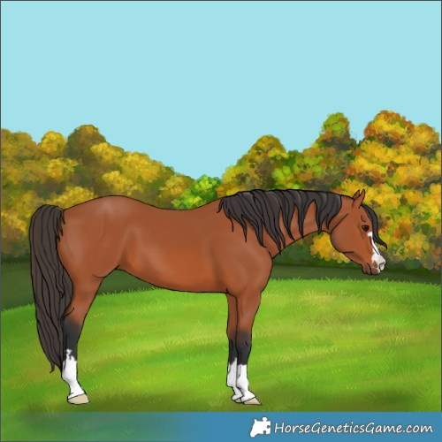 Horse Color:Bay 