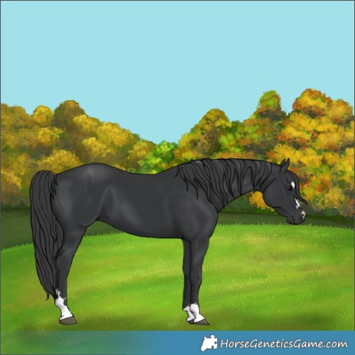 Horse Color:Black 