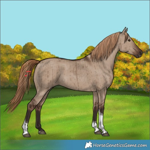 Horse Color:Liver Red Dun Tobiano Brindle