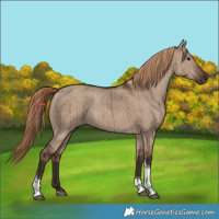 Horse Color:Liver Red Dun Tobiano Brindle 