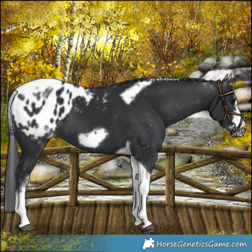 Horse Color:White Spotted Black Splash Tobiano Frame Appaloosa 