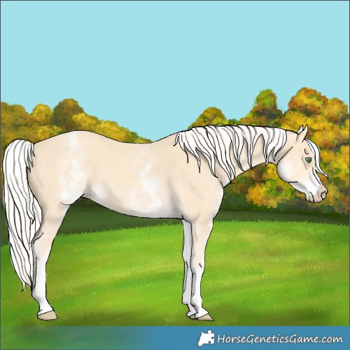 Horse Color:White Spotted Gold Cream Champagne 