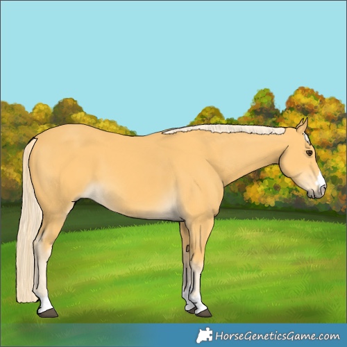 Horse Color:Palomino 