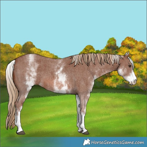 Horse Color:White Spotted Chestnut Sabino
