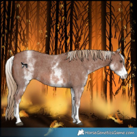 Horse Color:White Spotted Chestnut Sabino