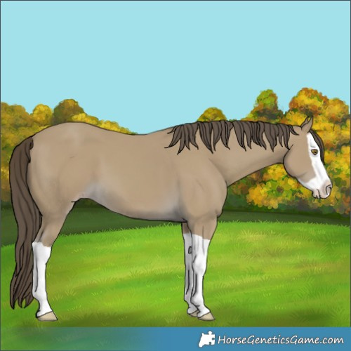 Horse Color:Classic Cream Champagne Splash 