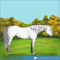 Horse Color:Gray Smoky Grullo 