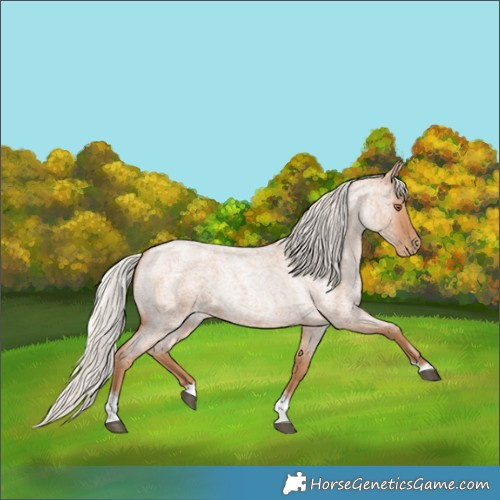 Horse Color:Silver Blue Roan Pearl Tobiano Frame 
