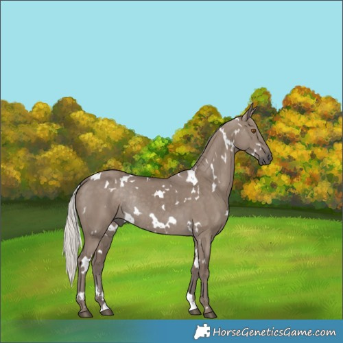 Horse Color:White Spotted Silver Grullo Rabicano