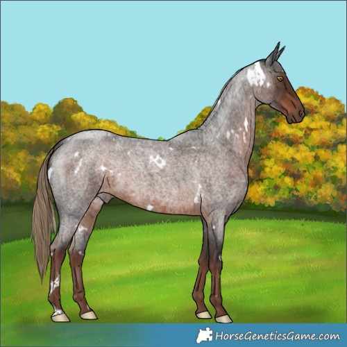 Horse Color:White Spotted Liver Red Roan 