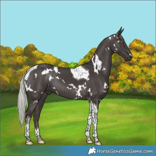 Horse Color:White Spotted Silver Black Tobiano 