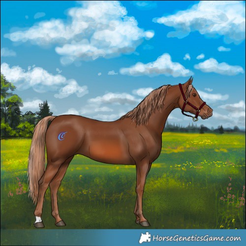 Horse Color:Chestnut 