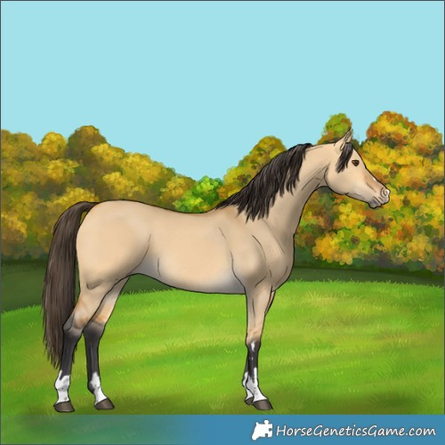Horse Color:Buckskin Dun 