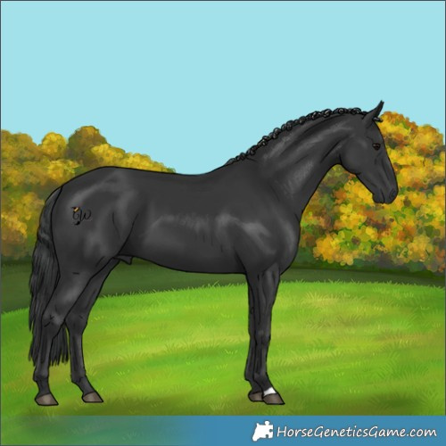 Horse Color:Black 