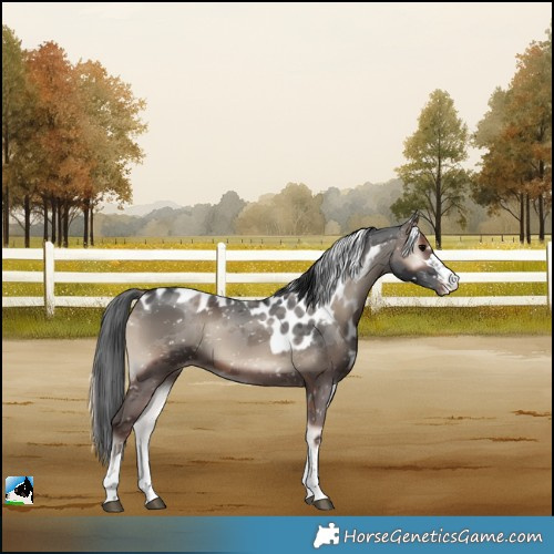Horse Color:Blue Onyx Merle Skewed Appaloosa 
