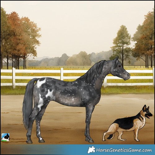 Horse Color:Black Merle Skewed Appaloosa 