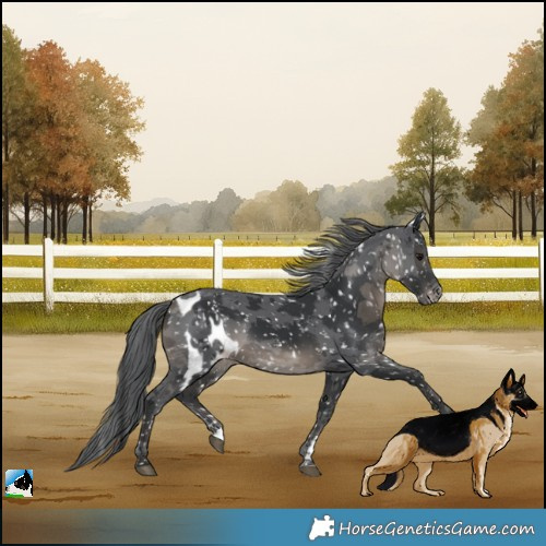 Horse Color:Black Merle Skewed LP Spotted 
