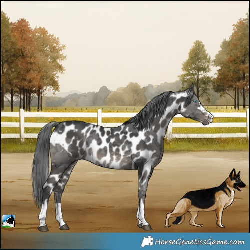 Horse Color:Black Merle Skewed Appaloosa 