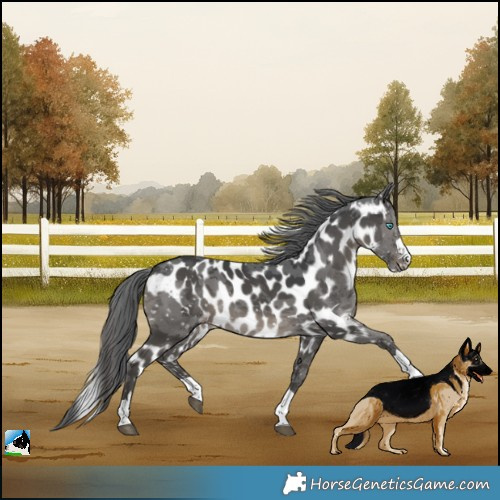 Horse Color:Black Merle Skewed LP Spotted 