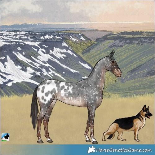 Horse Color:Liver Red Roan Blanket 