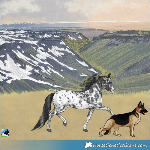 Horse Color:Black Sabino Blanket 