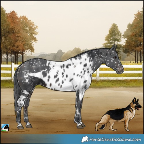 Horse Color:White Spotted Brown Merle Skewed Appaloosa