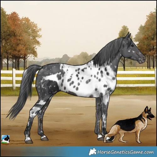Horse Color:White Spotted Brown Merle Skewed Appaloosa 