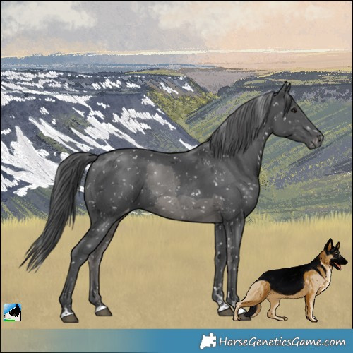 Horse Color:Black Merle Appaloosa 