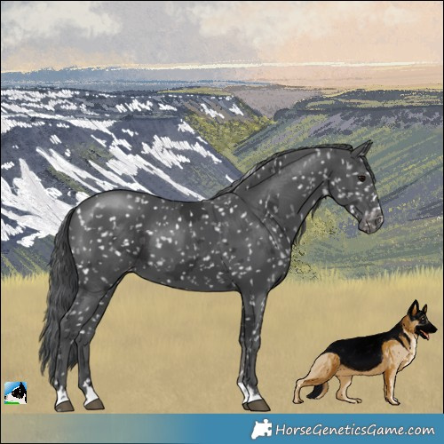 Horse Color:Black Merle Snowflake Varnish