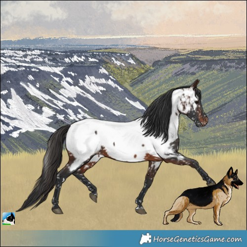 Horse Color:Brown Appaloosa