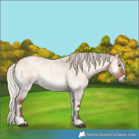 Horse Color:Silver Bay Roan Onyx 