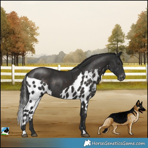 Horse Color:Liver Chestnut Skewed LP Spotted Rabicano