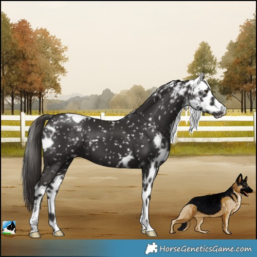 Horse Color:Liver Chestnut Tobiano Skewed LP Spotted Rabicano 