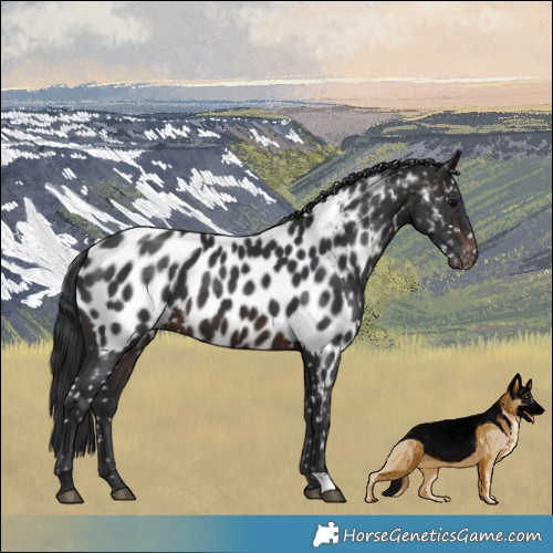 Horse Color:Brown Near Leopard 